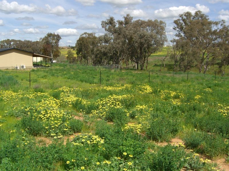 49 Isaacs Road, Young NSW 2594