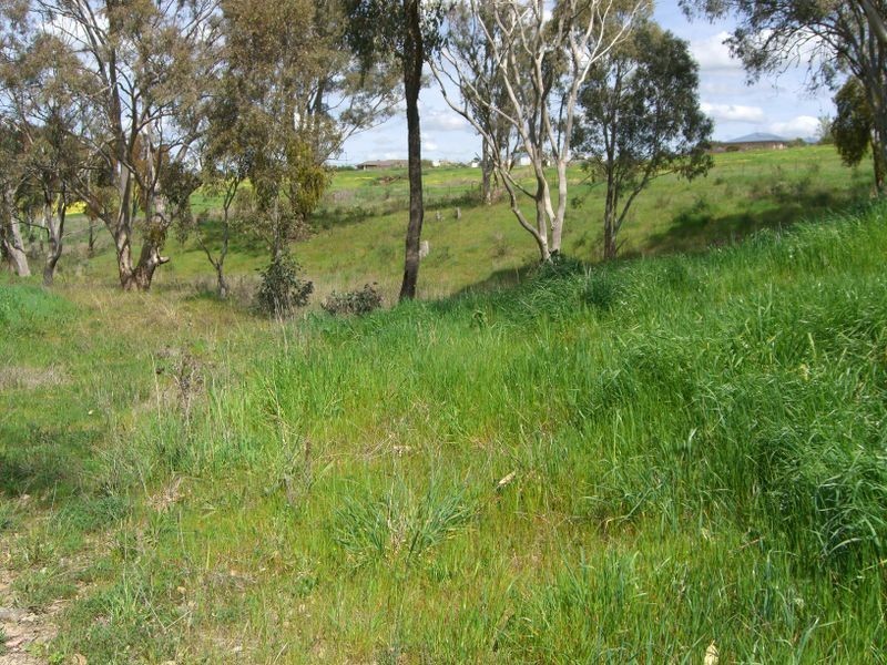 49 Isaacs Road, Young NSW 2594
