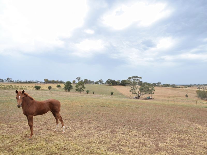 685 Olympic Hwy North, Young NSW 2594