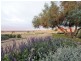 525 Old Forbes Rd, Young NSW 2594