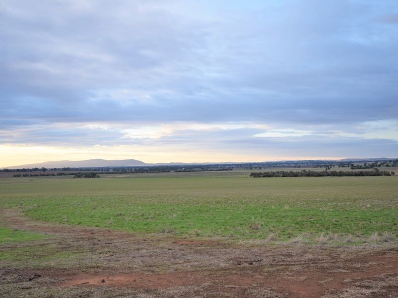 525 Old Forbes Rd, Young NSW 2594
