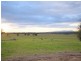 525 Old Forbes Rd, Young NSW 2594