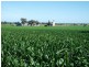 00 Somerset Weedallion, Young NSW 2594