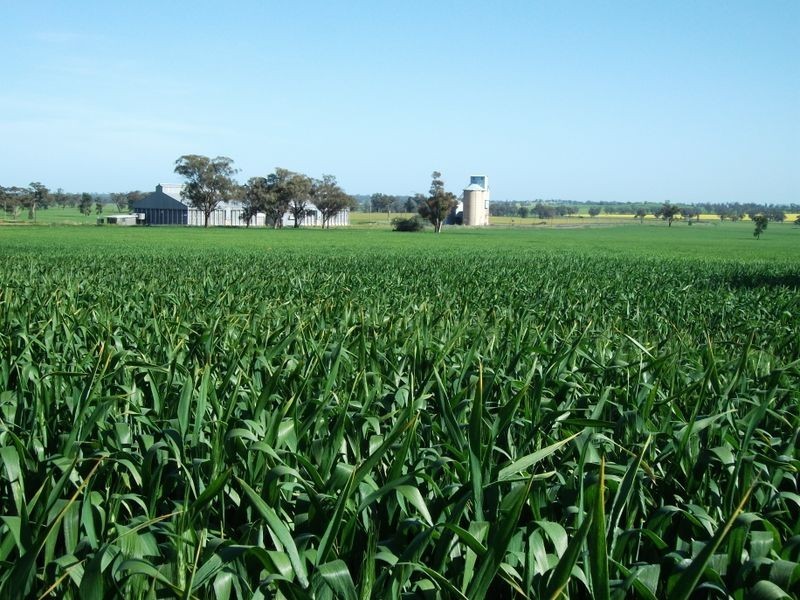 00 Somerset Weedallion, Young NSW 2594