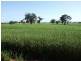 00 Somerset Weedallion, Young NSW 2594