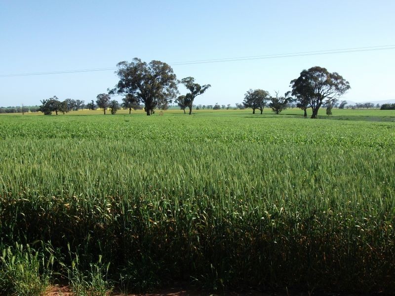 00 Somerset Weedallion, Young NSW 2594
