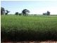 00 Somerset Weedallion, Young NSW 2594