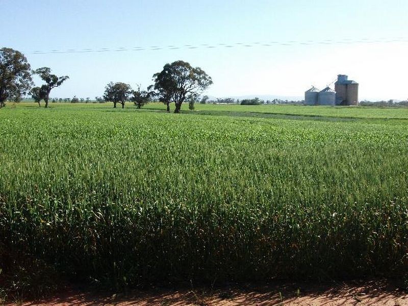 00 Somerset Weedallion, Young NSW 2594