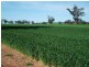 00 Somerset Weedallion, Young NSW 2594