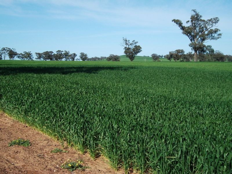 00 Somerset Weedallion, Young NSW 2594
