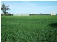 00 Somerset Weedallion, Young NSW 2594