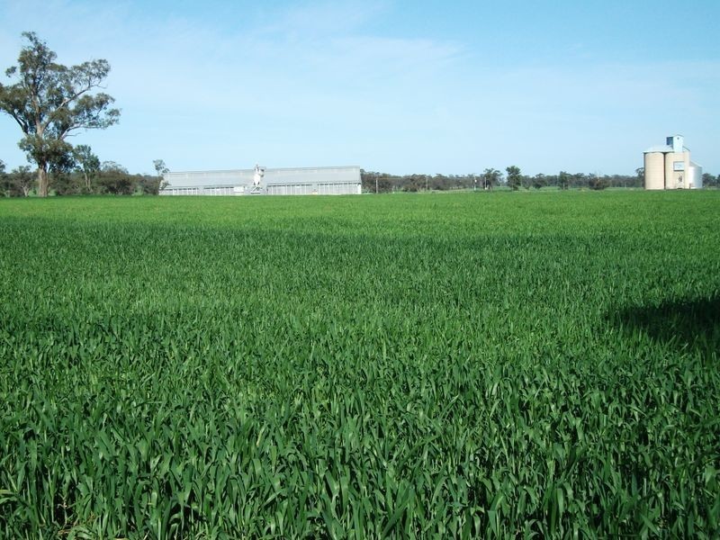 00 Somerset Weedallion, Young NSW 2594