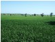 00 Somerset Weedallion, Young NSW 2594