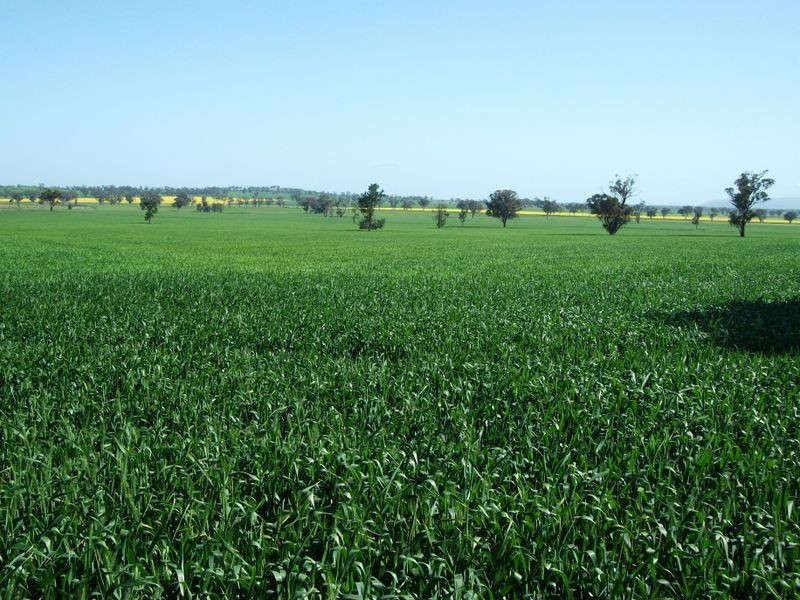 00 Somerset Weedallion, Young NSW 2594