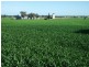 00 Somerset Weedallion, Young NSW 2594