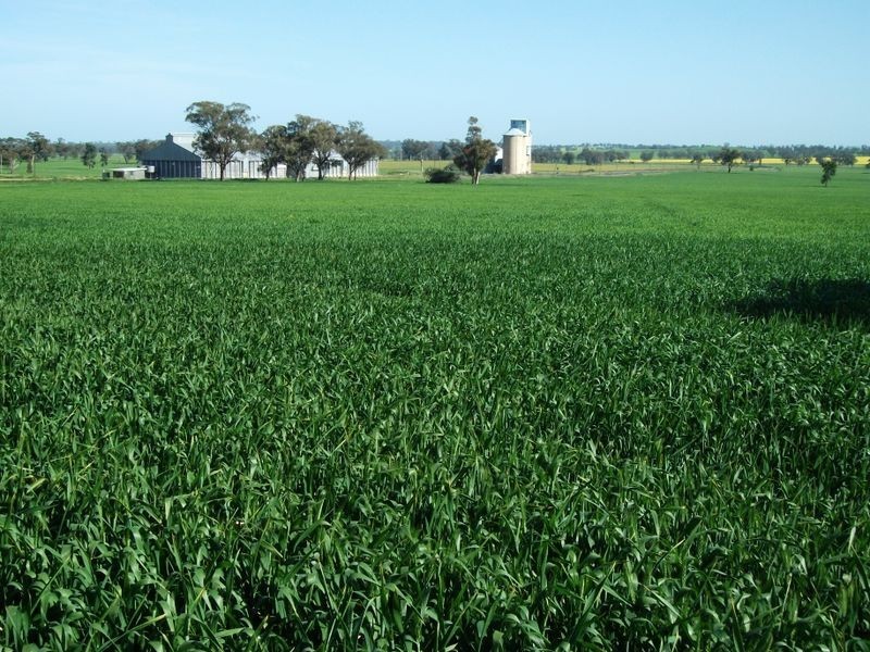 00 Somerset Weedallion, Young NSW 2594