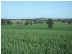 00 Somerset Weedallion, Young NSW 2594