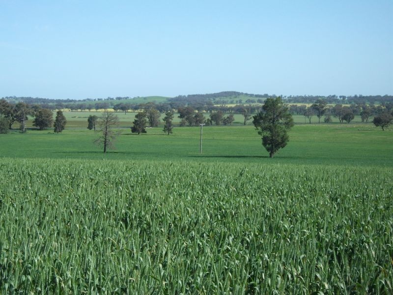 00 Somerset Weedallion, Young NSW 2594