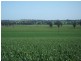 00 Somerset Weedallion, Young NSW 2594