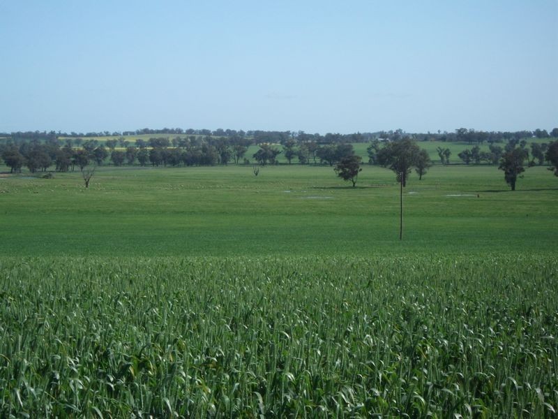 00 Somerset Weedallion, Young NSW 2594