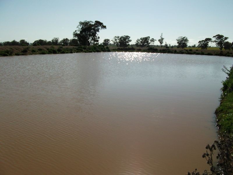 00 Somerset Weedallion, Young NSW 2594