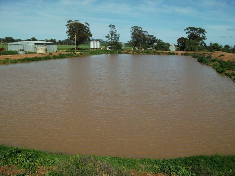 00 Somerset Weedallion, Young NSW 2594
