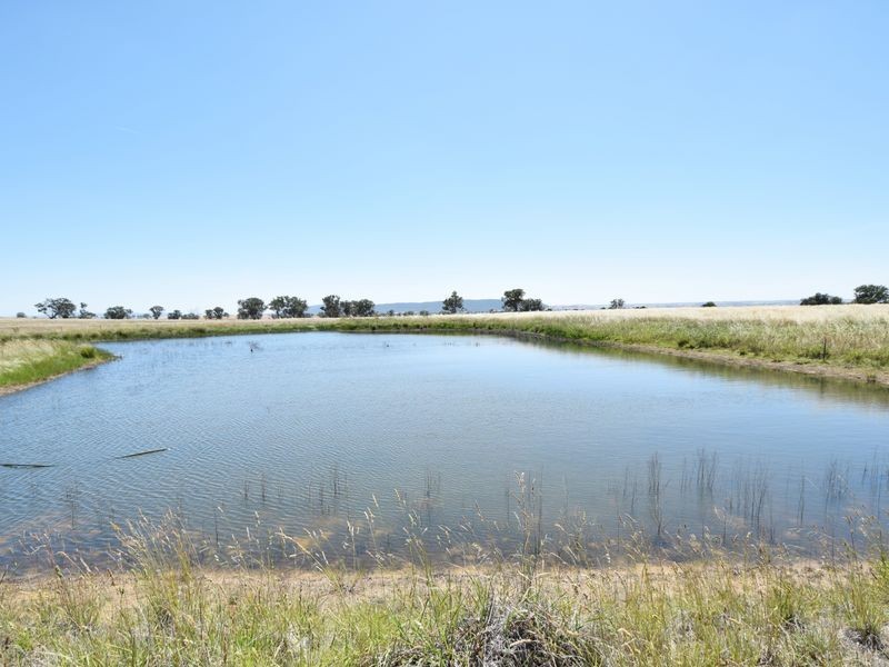 3346 Murringo Rd, Young NSW 2594