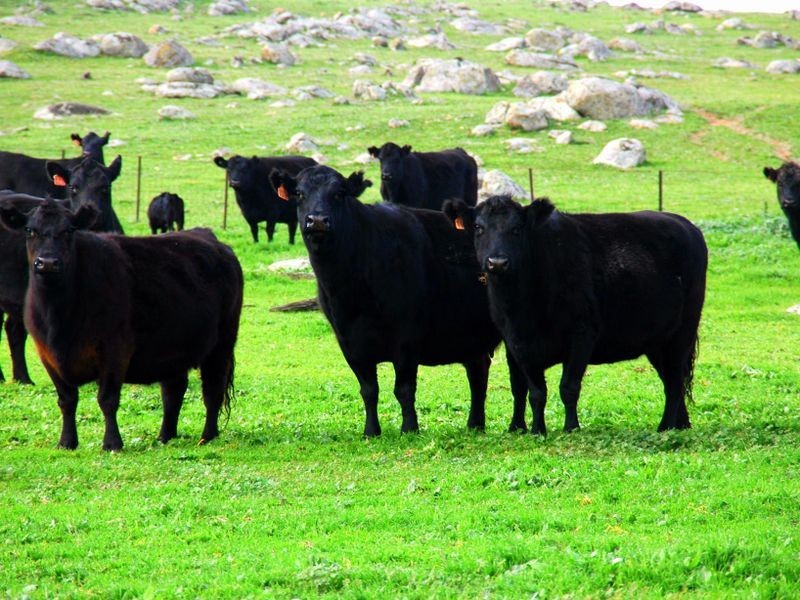 00 Littlebrook, Young NSW 2594