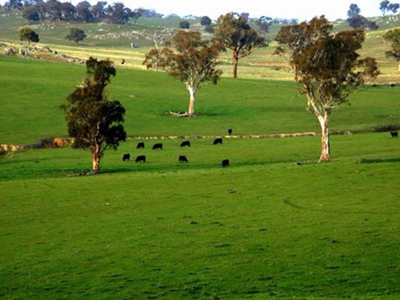 00 Littlebrook, Young NSW 2594