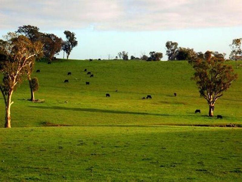 00 Littlebrook, Young NSW 2594