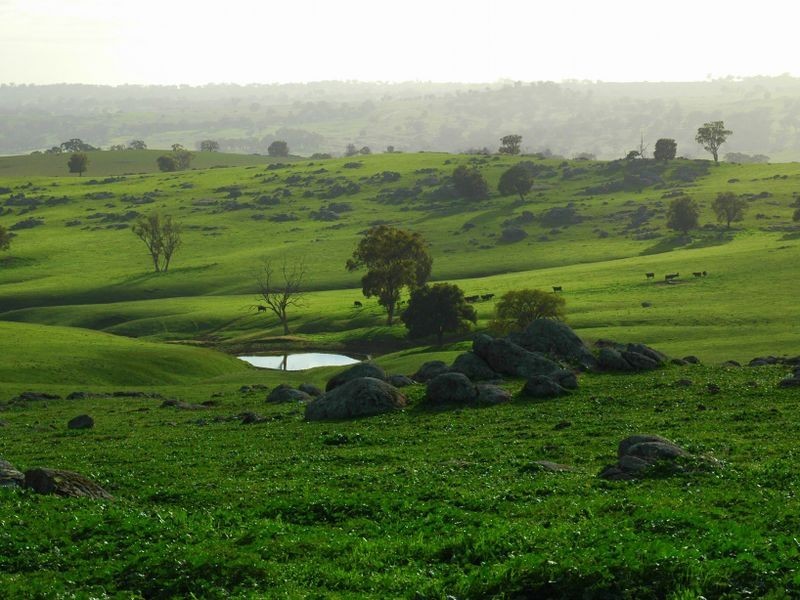 00 Littlebrook, Young NSW 2594