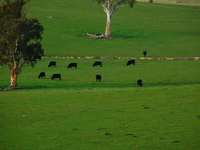 00 Littlebrook, Young NSW 2594