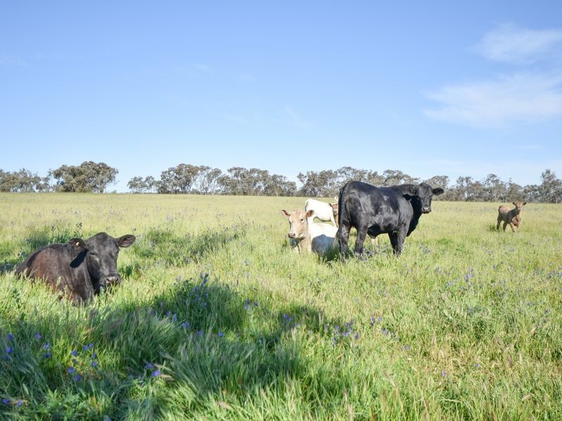 00 Watsons Rd MURRINGO, Young NSW 2594