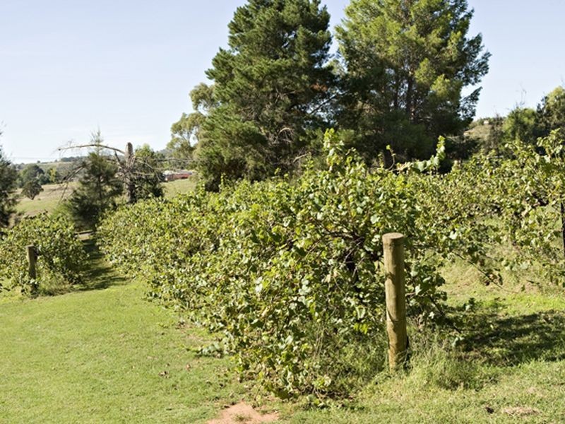 2 Purchas, Young NSW 2594