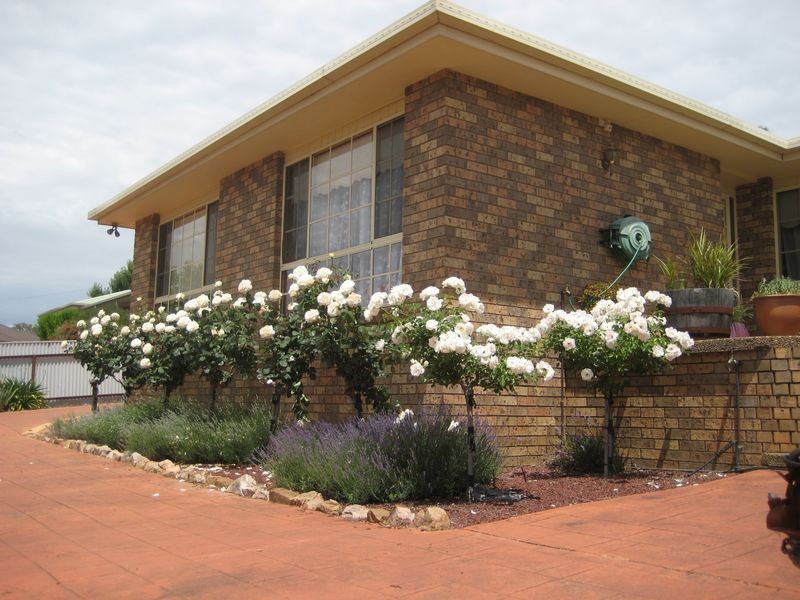 77 Binalong Street, Young NSW 2594