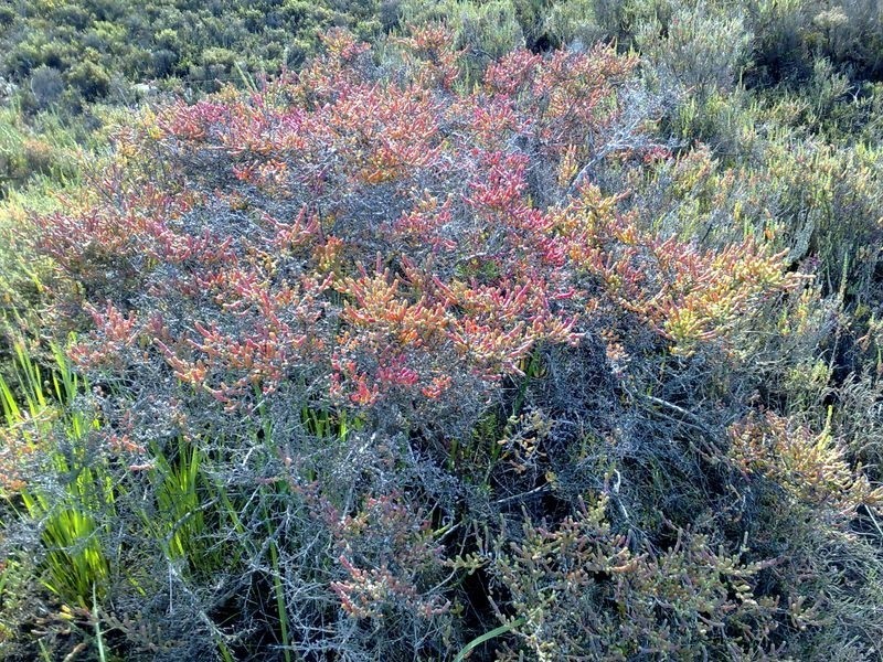 Lot 36 Hardy Road, Bassendean WA 6054