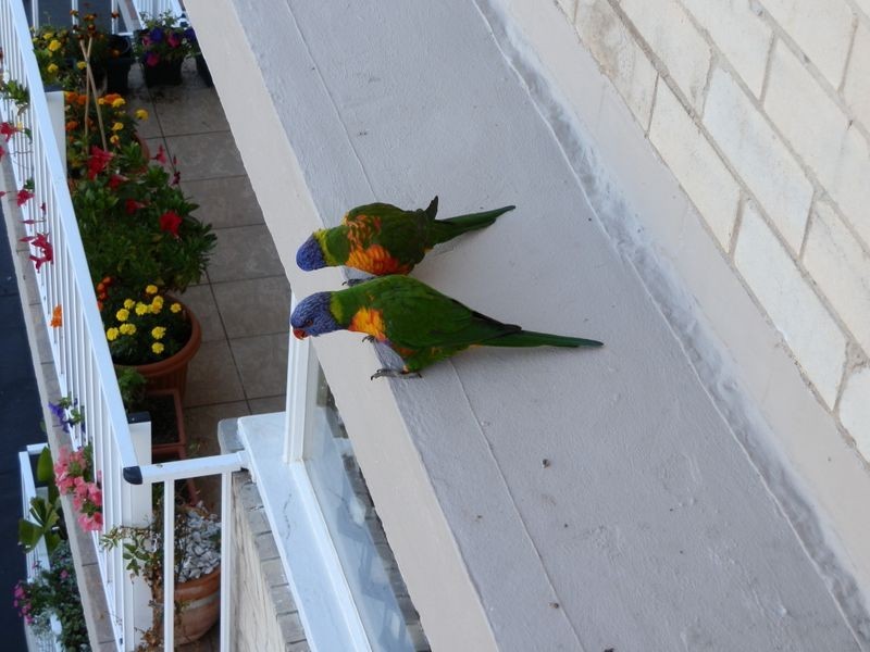 57 Upper Pitt Street, Kirribilli NSW 2061