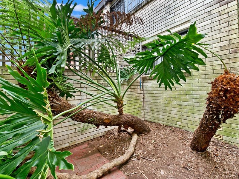 4/107 Cook Road, Centennial Park NSW 2021