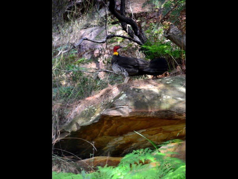 32 Sublime Point Ave, Tascott NSW 2250