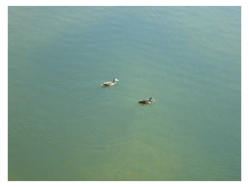 Twin Waters QLD 4564
