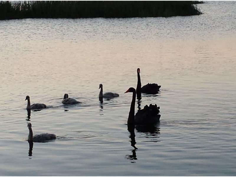 Lot 2701 Camomile Street, The Ponds NSW 2769