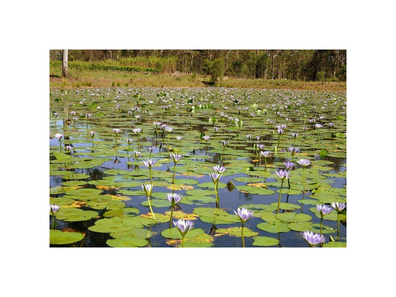 COMM SALE/131 Roberts Road, Amamoor QLD 4570