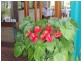Maleny QLD 4552