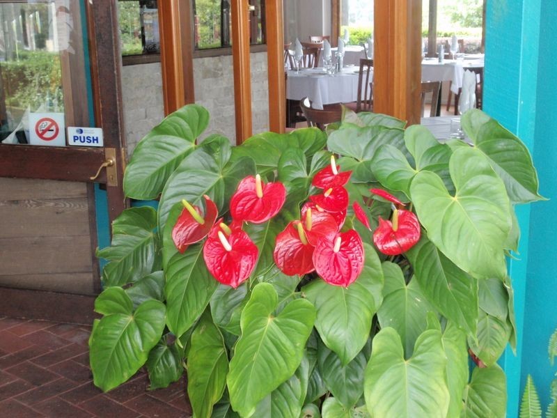 Maleny QLD 4552