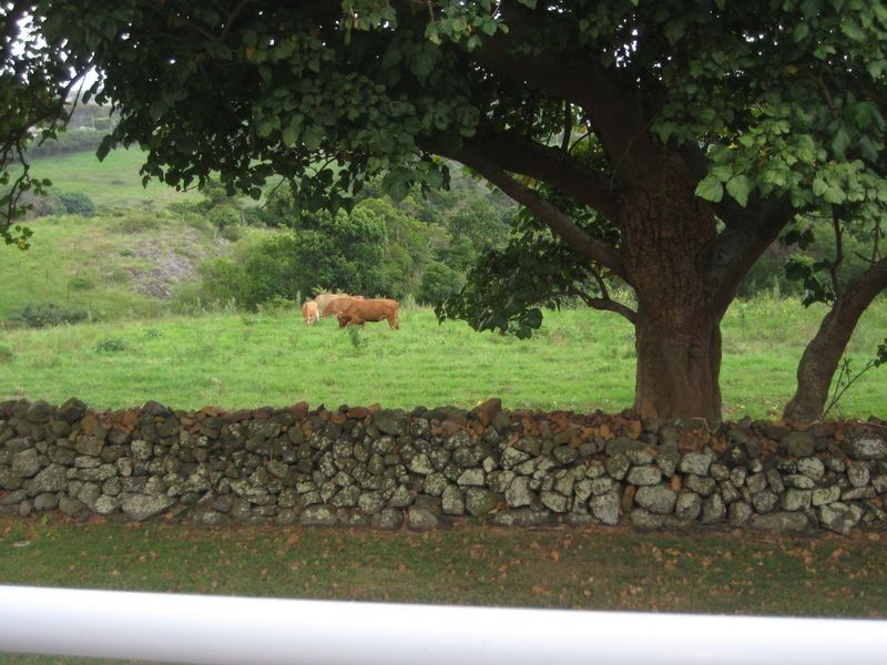 49 Attunga Avenue, Bombo NSW 2533