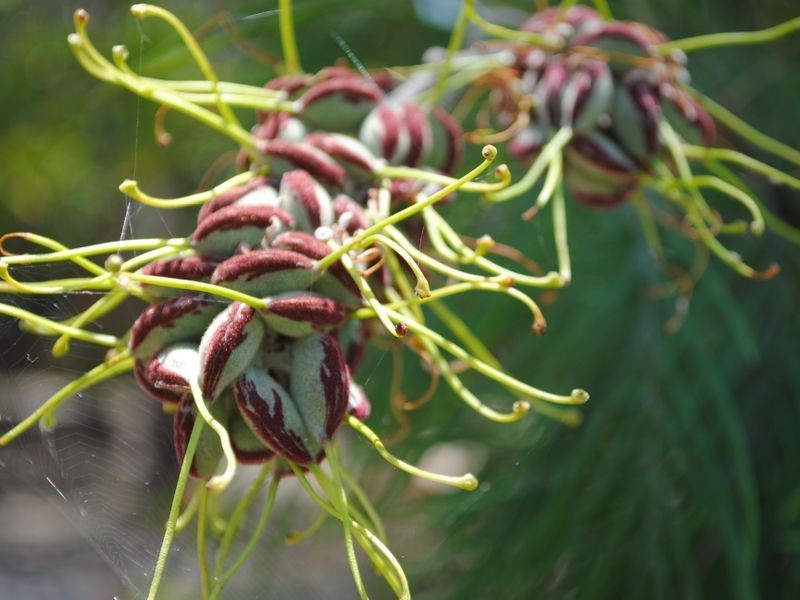 7 Freestone Court, Warwick QLD 4370