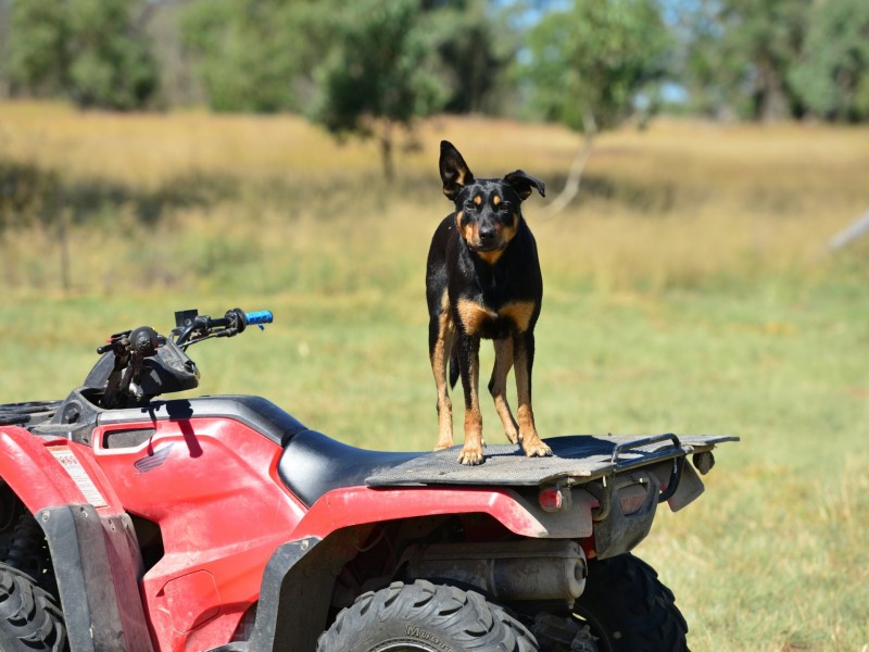 1929 Texas Road, Stanthorpe QLD 4380