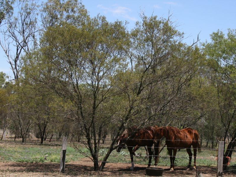 Warwick QLD 4370