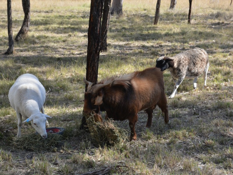 27 Sherwin Place, Cunningham QLD 4370