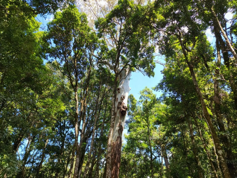 Lot 73 Gambubal Road, Mount Colliery QLD 4370
